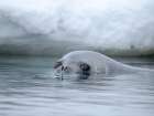 Weddell seal swimming near Goudier Island, Antarctic Peninsula. Antarctica. Art Print